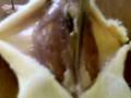 Biology-Rat-Dissecti
