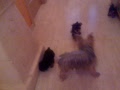 video cachorros
