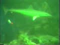 Disneyland Anaheim 1994 - Submarine Voyage Disneyland Anaheim 1994 - Submarine Voyage