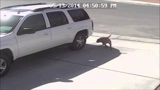 Küçük çocuğu pitbull saldırısından kedi ku