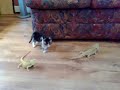 Fwd: lol so funny kitten with lovely friends the bearded dragon lizards http://www.youtube.com/watch?v=gXLVTPTY59k #funny #kitten #lizards #dragon #lol (via http://ff.im/1frElW) so sweet so adorable I want the kitten