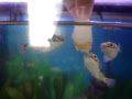 Green spotted puffers eating cocktail shimp
