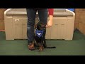 Wag On Inn Rescue Snoopy the Hound Terrier mix Sato boy Dec 5 2009