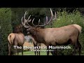 Yellowstone Elk - Fall Rut Yellowstone Elk - Fall Rut