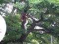 Les Wampas - Didier Wampas chante dans un arbre @ Spa