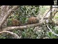 Squirrels of Timpohon