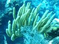Scuba Diving in the Florida Keys is Fabulous Scuba Diving in the Florida Keys is Fabulous