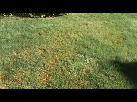 how to get rid of rust fungus on grass