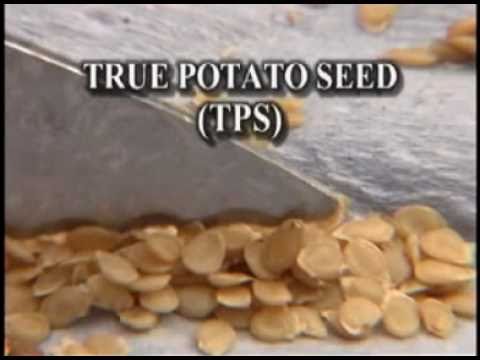 how to harvest potato seeds