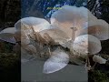 Picos de europa (Pais Ll�on�s)