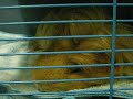 My cute guinea pig UNNO (yawning)