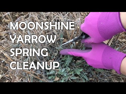 Spring Cleanup for Moonshine Yarrow