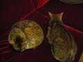 kitty 001.AVI