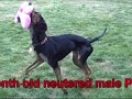 Cash 4537078 Humane Society Colorado Adopt Cash 4537078 Humane Society Colorado Adopt