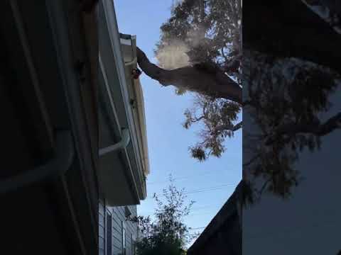 Kiedy drzewo sąsiada znajduje się na Twojej posesji i postanawiasz coś z tym zrobić