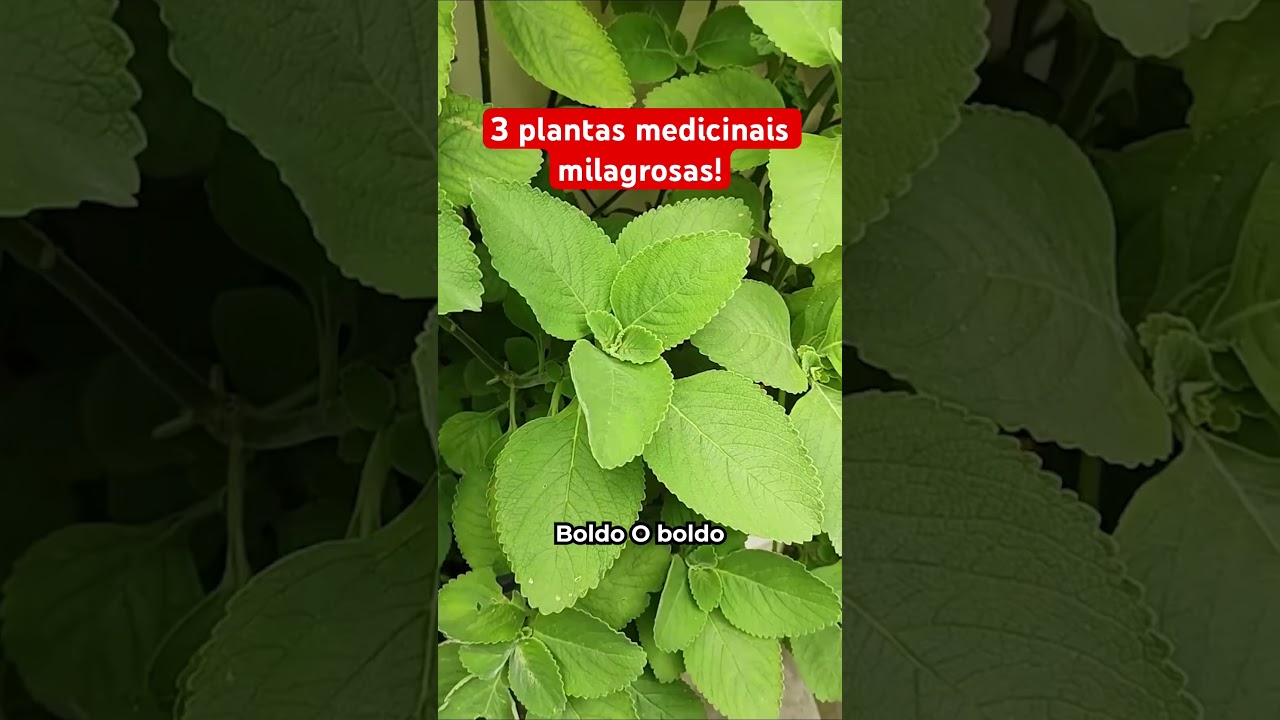 3 Plantas Medicinais Milagrosas