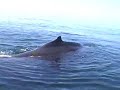 Canada Digby Humpback Whales 2007