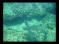 snorkeling hawaii snorkeling hawaii