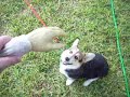 Milford plays fetch!