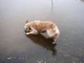 Dogs on Ice