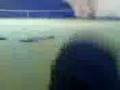 videos de A 