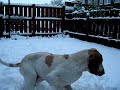 Bracco Italiano Alfie enjoying New Years day snow