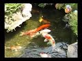 Mr. Chua Koi Pond