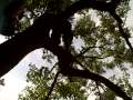 videos de Monkey Tree Jump