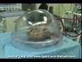 *** As featured on the Colbert Report - June 4, 2009 *** watch.thecomedynetwork.ca For the first time in the world, transplant surgeons, led by Dr. Shaf Keshavjee, used a new technique to repair an injured donor lung that was unsuitable for transplant, and then successfully transplanted it into Andy Dyksrta. Dr. Keshavjee and his team have developed an ex vivo or outside the body technique capable of pumping a bloodless solution containing oxygen, proteins and nutrients into damaged donor lungs. This technique allows the surgeons the opportunity to assess and treat damaged donor lungs, while they are outside the body, to make them suitable for transplantation. To find out more about this research milestone, and others like it, visit www.tgwhf.ca!