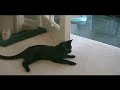 cat-needs-help-from-vet.html