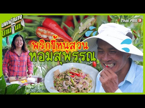 พริกขี้หนูสวนหอมสุพรรณ | มหาอำนาจบ้านนา