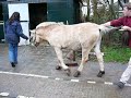 aran 2. just castrated
