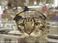 Kitty Clips