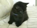 Kitty Clips