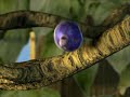 Pixar 9.81 (2002) Pixar 9.81 (2002)