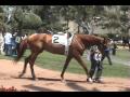 Misremembered...3 year old colt by Candy Ride