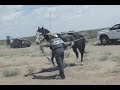 How to Get a horse into a Trailer