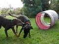 Manchester Terrier video