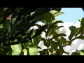Test video 720p size, shot in...