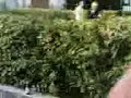 Ab durch die Hecke