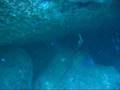 Grouper / Garoupa