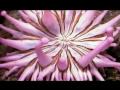 Vytas  Brenner Ofrenda Audiovisual 3
