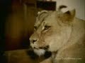 Lions on TV Lions on TV