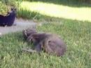 Cats Video Cats Video