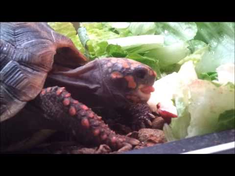 YouTube reptile video