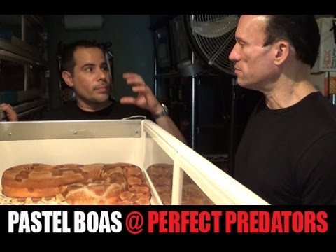 YouTube reptile video