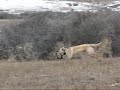 2007 Gun Dogs