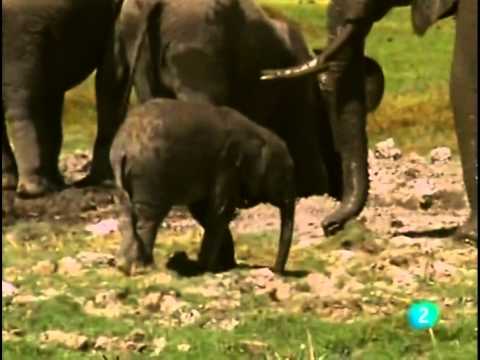 ELEFANTE