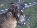 Love has gone to the dogs