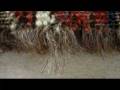 Tekke Rug Hair Wefts